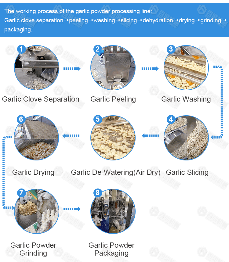 Large output garlic powder processing